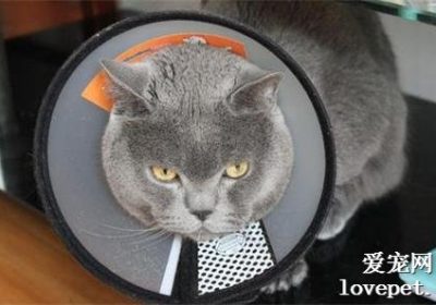 绝育公猫术后头部套具移除的注意事项有哪些？缩略图