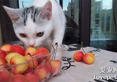 猫身上有跳蚤，你掌握了去除秘诀吗？缩略图