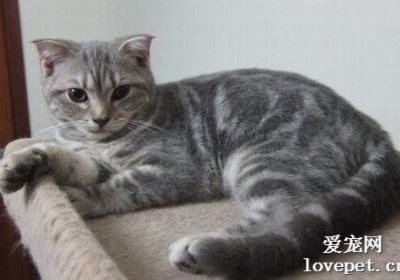 如何饲养一只欧洲短毛猫？缩略图