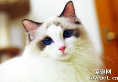 布偶猫的哪些食物能促进毛发生长？缩略图