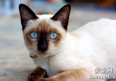 暹罗猫的美丽秘诀有哪些？缩略图