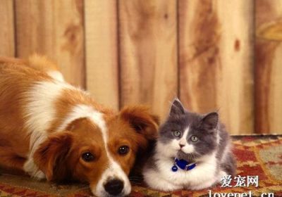 共同饲养猫狗需要注意的事项有哪些？缩略图