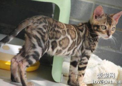 如何评估孟加拉豹猫的品相？缩略图