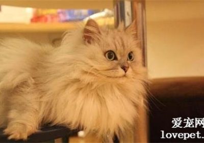 金吉拉猫为何种猫种？缩略图