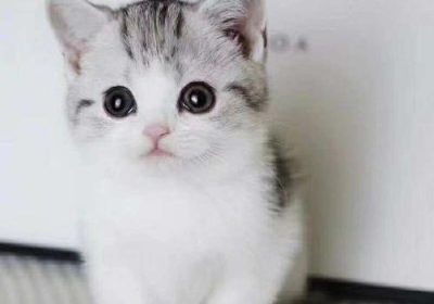 你知道猫有多少颗牙吗？缩略图