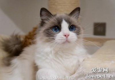 如何辨别优质布偶猫的特征缩略图