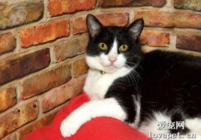 猫牛性格解析：它们是否亲昵？缩略图