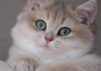 如何辨识猫的疝气症状？缩略图