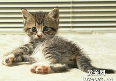 猫咪发生骨折时的应对措施缩略图