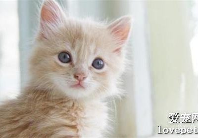 猫为何偏好跟随人类至卫生间？缩略图