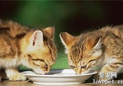 猫不能饮用的物品有哪些 许多猫主人未知的注意事项缩略图