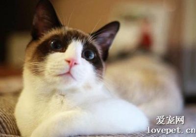 雪鞋猫的饮食照料指南缩略图