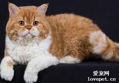 塞尔凯克卷毛猫的食物偏好有哪些？缩略图