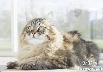 如何饲养西伯利亚猫：猫咪生活习性的指南缩略图