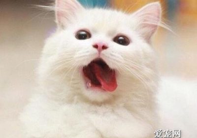 为何猫的舌头布满刺状结构？缩略图