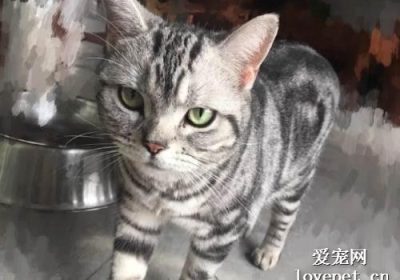 猫咪呼吸声音响疑似鼻塞应如何处理?缩略图