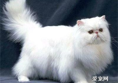 波斯猫的饮食指南缩略图