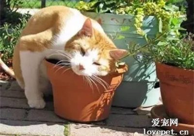 猫薄荷栽培时节简化技巧缩略图