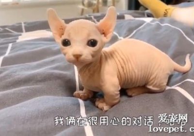比鲁斯猫的大概购买成本是多少？缩略图