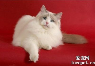 布偶猫性格温和、友好且社交性强缩略图