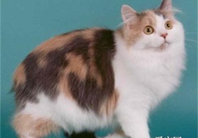 威尔士猫的饲养指南缩略图