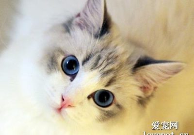 布偶猫纯种特征概述缩略图