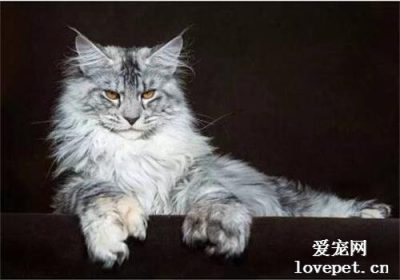 如何辨别纯种的缅因猫缩略图