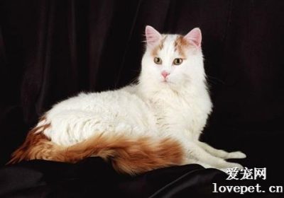土耳其梵猫的特点有哪些？缩略图