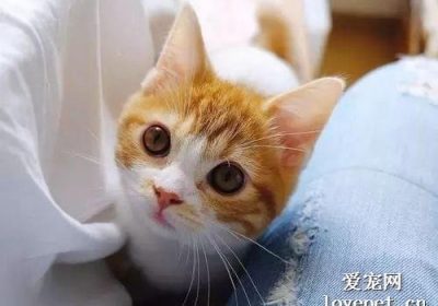 为何橘色猫咪如此迷人？缩略图