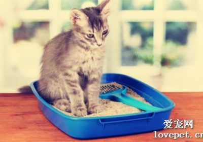 如何训练猫咪使用猫砂盆？缩略图