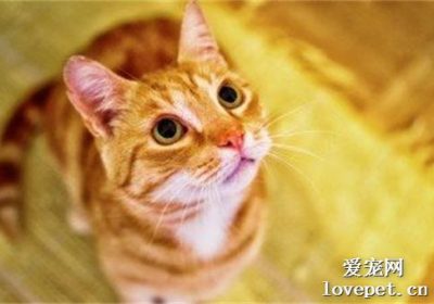 为何橘猫偏好吞食鱼类：探究牛磺酸的吸引力缩略图