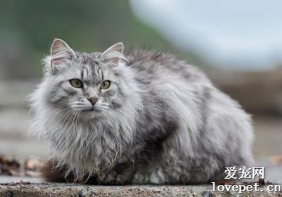 西伯利亚森林猫的优点与缺点有哪些？缩略图