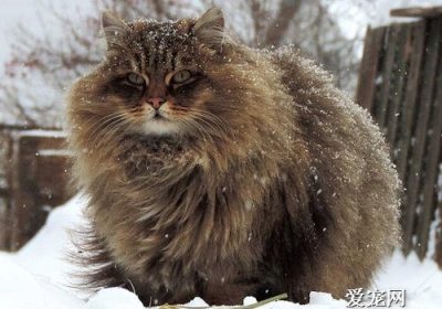西伯利亚猫的性格特征如何缩略图