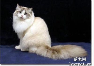 破旧猫儿的个性如何缩略图
