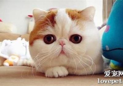 异国短毛猫的性格特点如何？缩略图