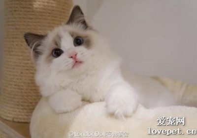 猫咪幽门阻塞的症状描述缩略图