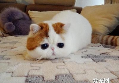 猫咪脱水现象解析缩略图