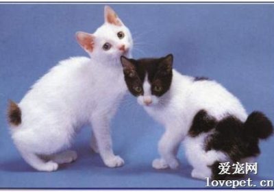日本短尾猫的性格特点如何？缩略图