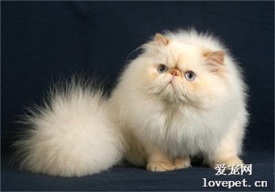 如何为喜马拉雅猫进行洗澡操作缩略图