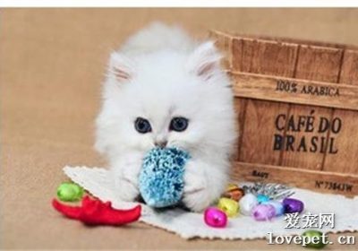 如何正确饲养金吉拉猫?缩略图