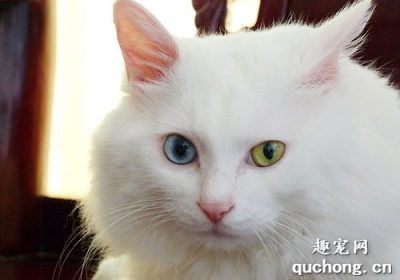 山东狮子猫的性格特征有哪些？缩略图