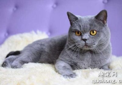 英国和美国短毛猫的差异比较有哪些？缩略图