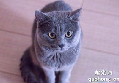英国蓝猫与俄罗斯蓝猫的差异点缩略图