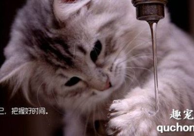 如何教导猫咪避免玩水？缩略图