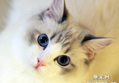 猫冠状病毒检测呈阳性问题大吗?缩略图