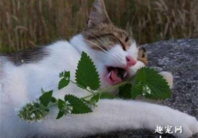 猫薄荷对猫可能造成的负面影响有哪些？缩略图