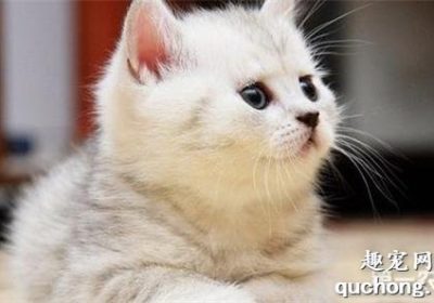猫食用百合花后的初期中毒表现缩略图