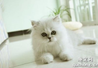 如何判断金吉拉猫的品质？缩略图