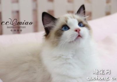 为什么布偶猫的售价如此高昂？缩略图