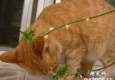 猫误食绿萝后应如何处理？缩略图